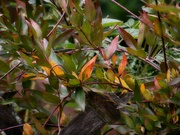 15th Oct 2021 - Carolina wild jasmine vine showing a bit of color...