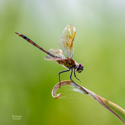 14th Oct 2021 - One more dragonfly - Seaside Dragonlet (female)