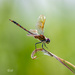 One more dragonfly - Seaside Dragonlet (female) by photographycrazy