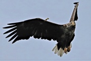 14th Oct 2021 - Sea eagle 3