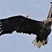 Sea eagle 3 by 365jgh