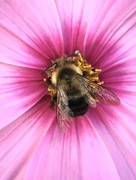 14th Oct 2021 - 10-14-21 cosmos bee