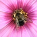 10-14-21 cosmos bee by bkp