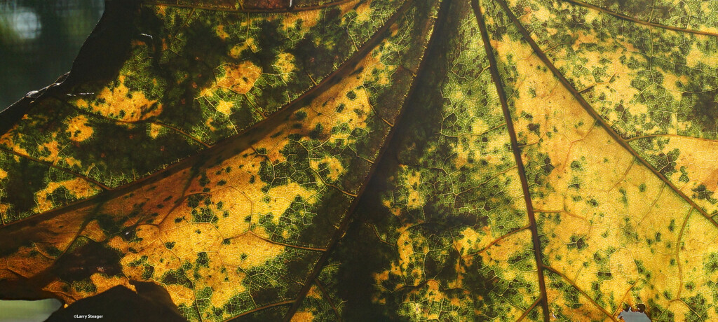 Leaf 6 by larrysphotos