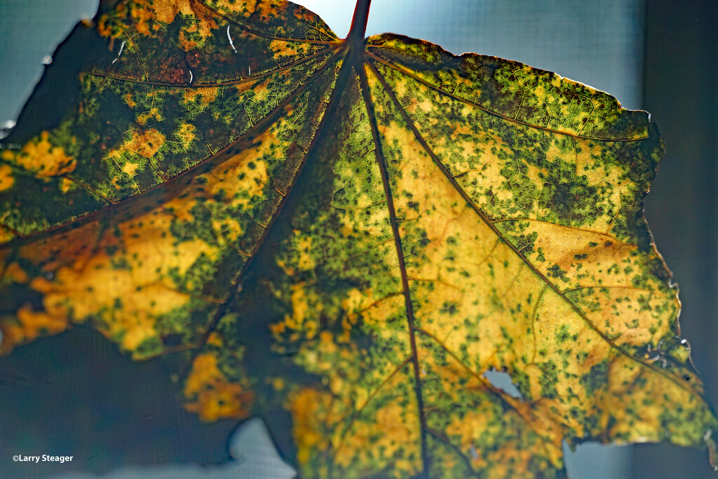 Leaf 3 by larrysphotos