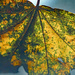 Leaf 3 by larrysphotos