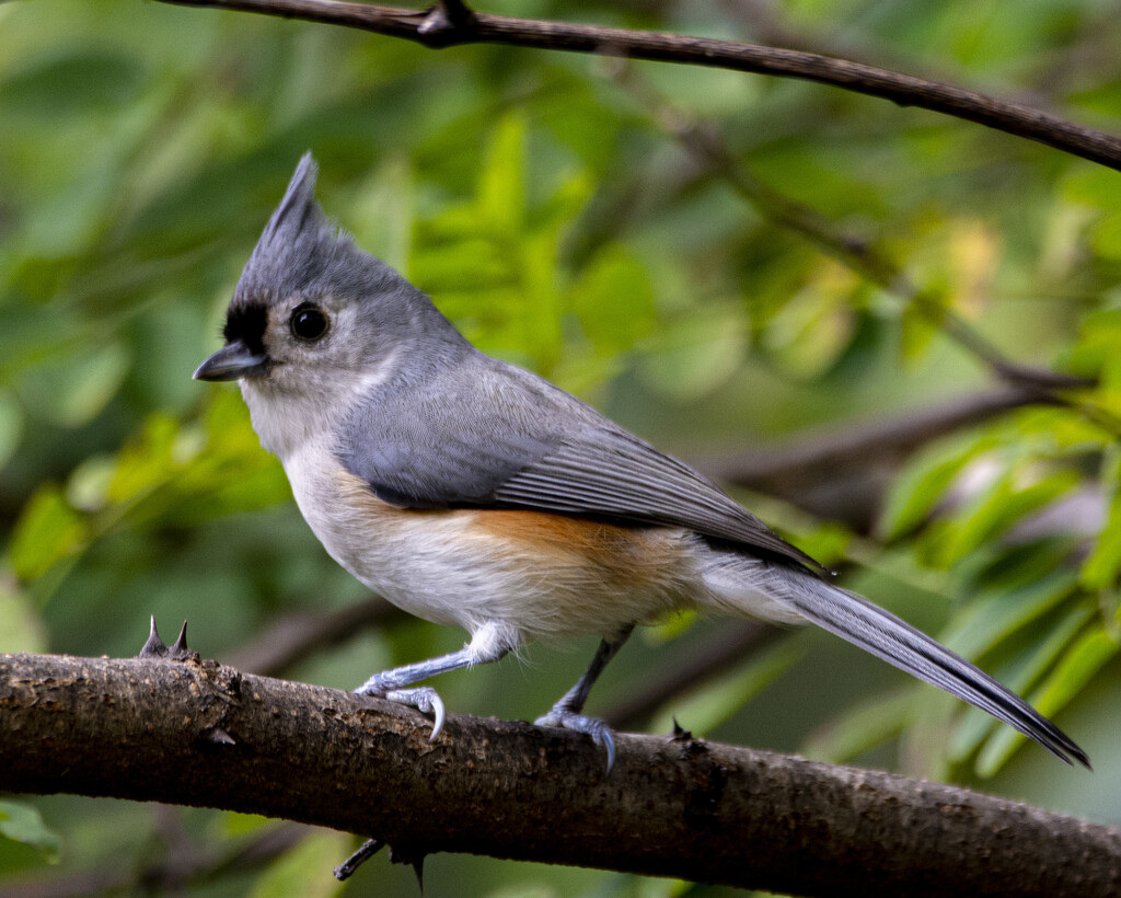 Tufted Titmouse by cwbill