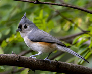 14th Oct 2021 - Tufted Titmouse