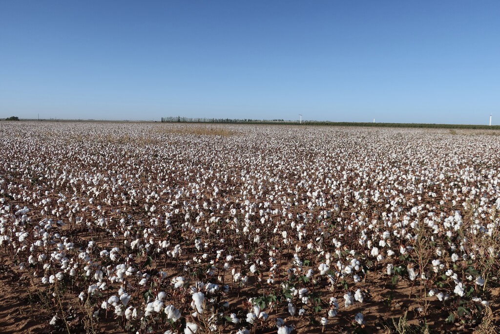 Defoliated cotton ready to harvest by louannwarren