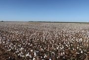 14th Oct 2021 - Defoliated cotton ready to harvest