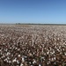 Defoliated cotton ready to harvest by louannwarren