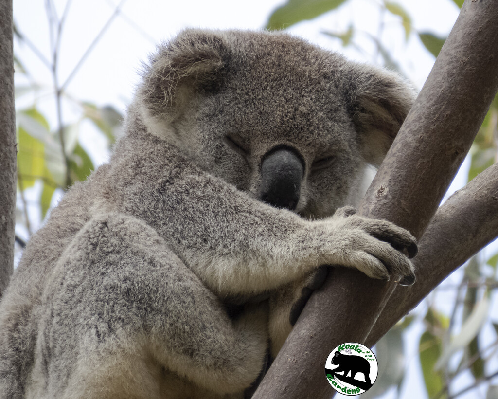 every koala counts by koalagardens