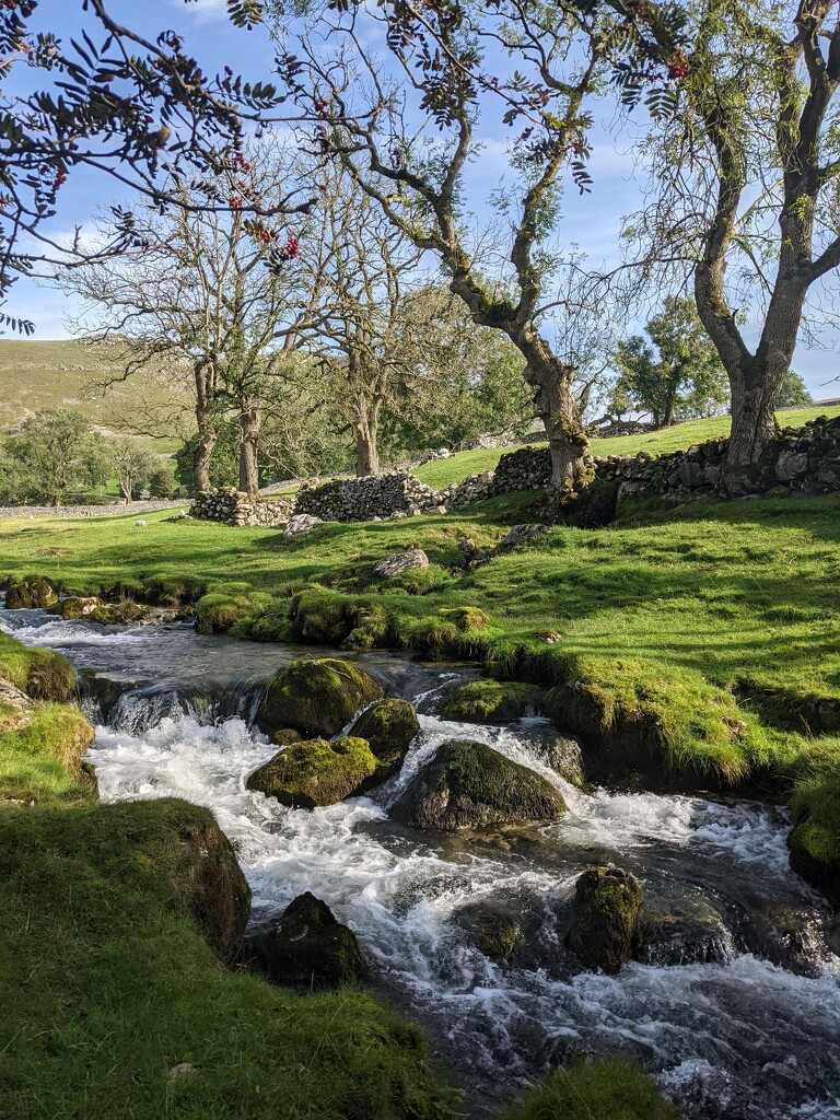 Tumbling stream in the Dales by yorkshirelady