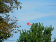 14th Oct 2021 - State Fair Blimp Between Trees
