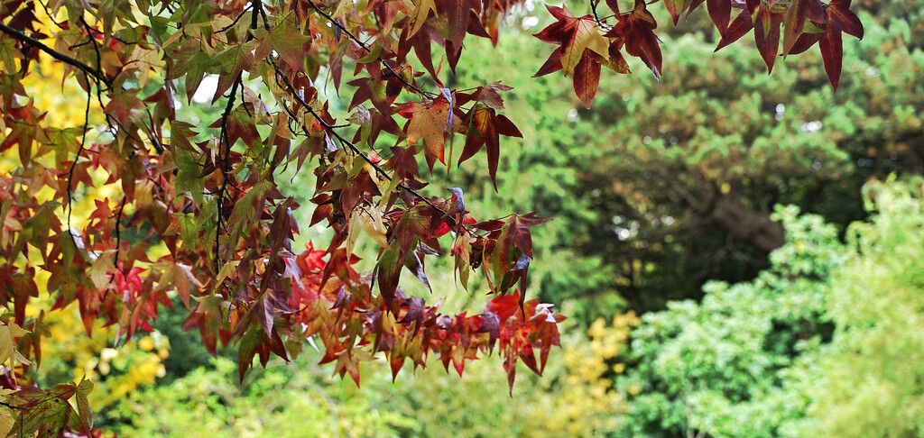Arboretum leaves by phil_howcroft