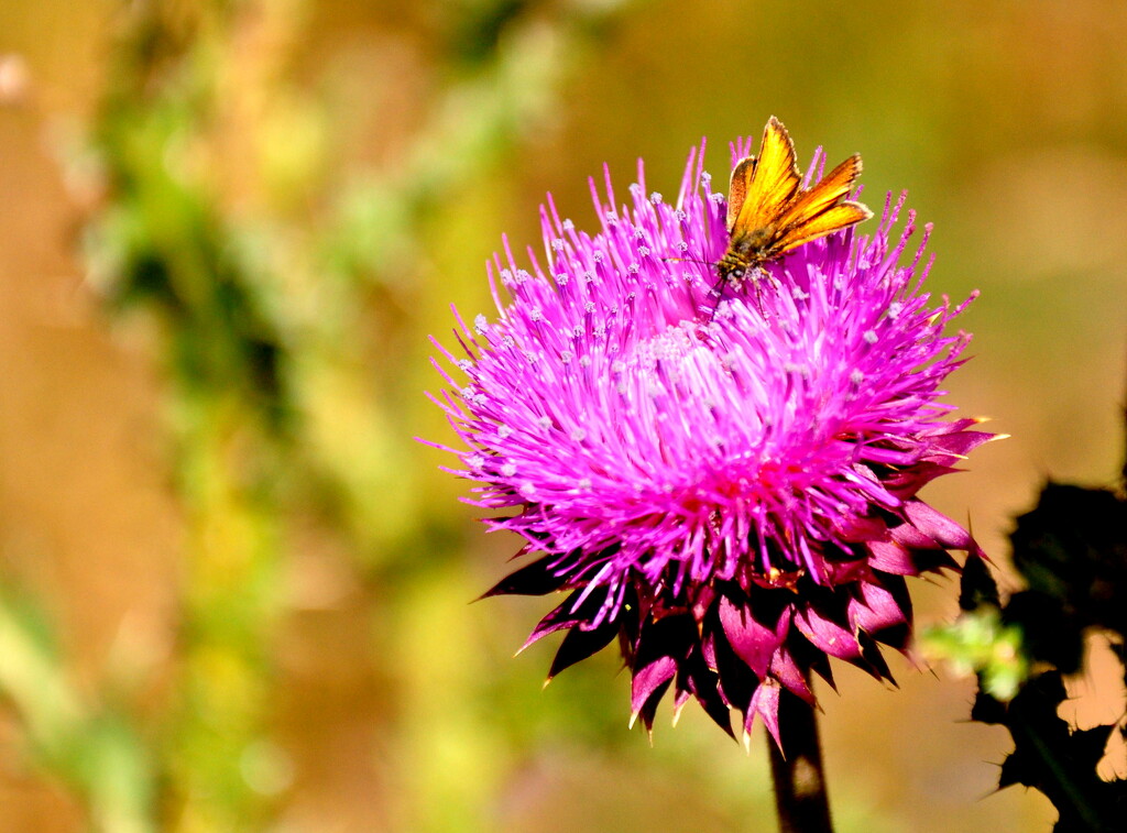 Thistle by stownsend