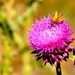 Thistle by stownsend