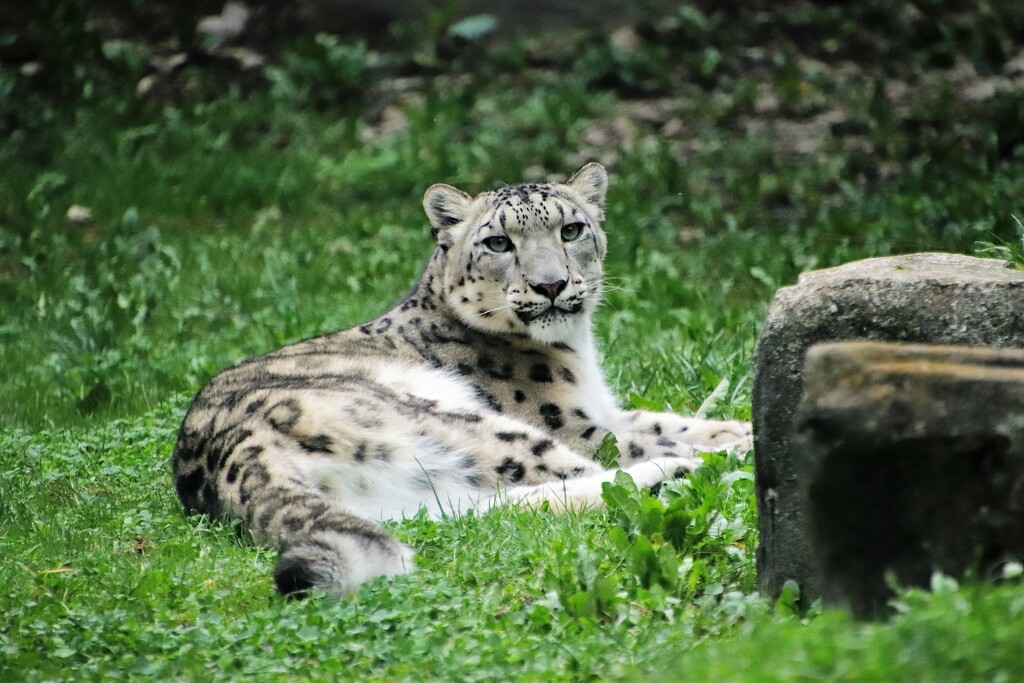 Snow Leopard In The Grass by randy23