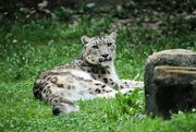 6th Oct 2021 - Snow Leopard In The Grass