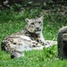 Snow Leopard In The Grass by randy23