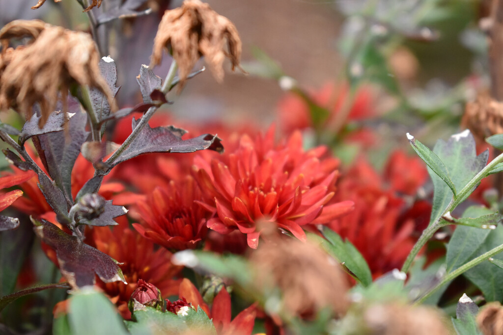 Red flowers by midge