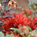Red flowers by midge