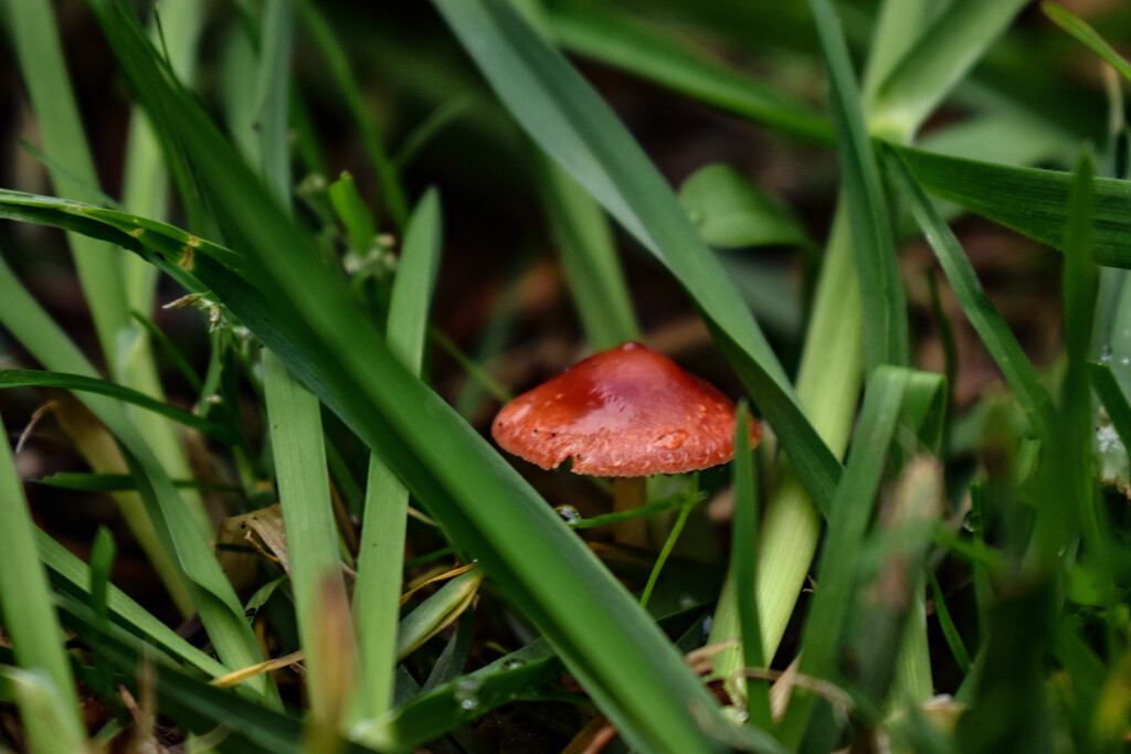 A solitary red mushroom by midge