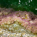 Sea Anemones by kwind
