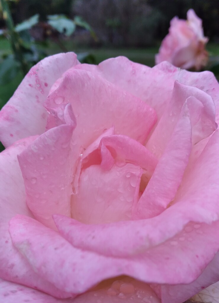 Pink Rose by julie