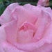 Pink Rose by julie