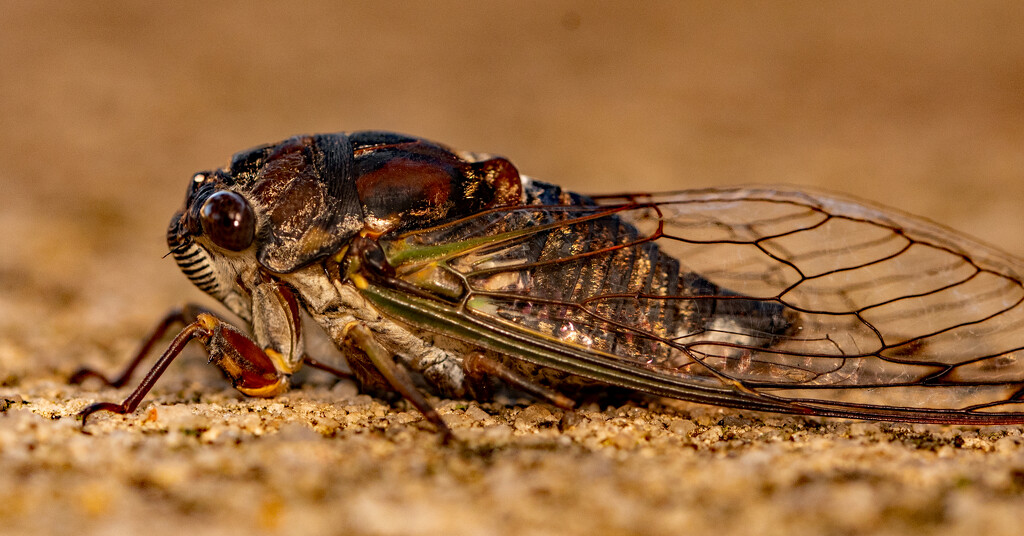 Macro of the Cicada! by rickster549