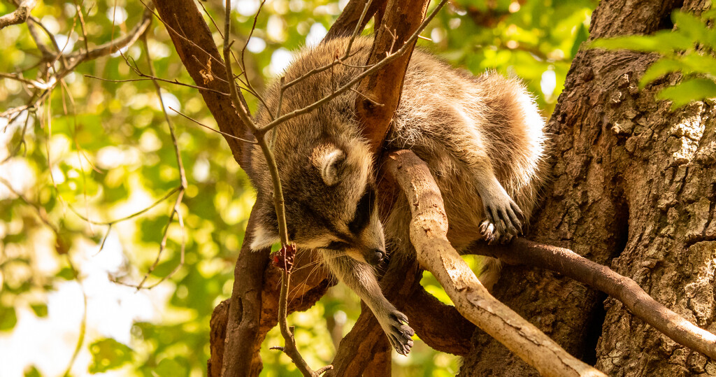 Florida Koala After a Long Night of Partying! by rickster549
