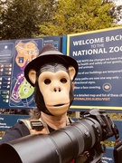 14th Oct 2021 - Monkey Business At The Zoo 