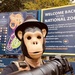Monkey Business At The Zoo  by lesip