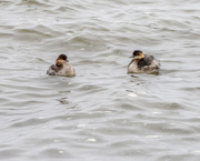 14th Oct 2021 - Eared Grebes