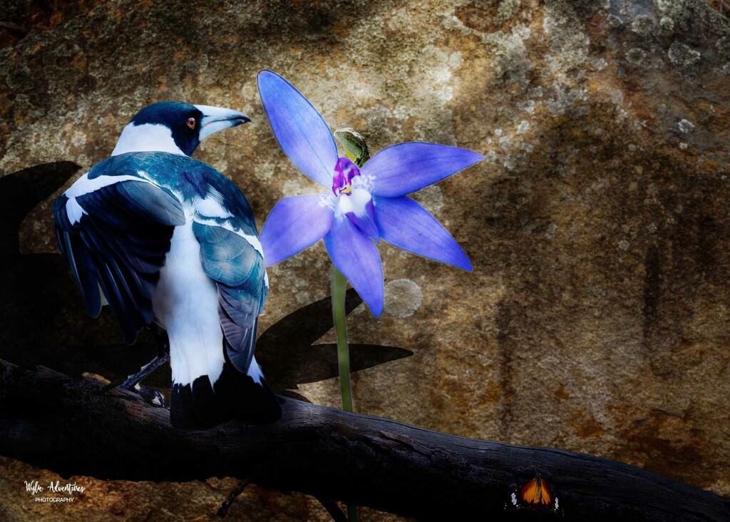 Magpie & orchid  by pusspup