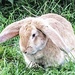 Flopsy the rabbit  by stuart46