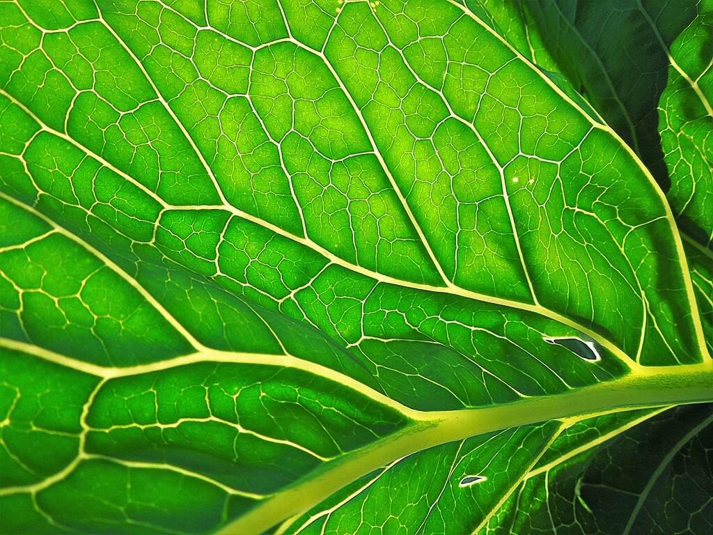 Cabbage by etienne