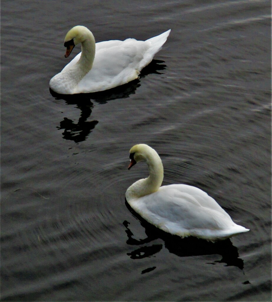 A pair of swans on the Leeds Liverpool canal. by grace55