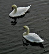 15th Oct 2021 - A pair of swans on the Leeds Liverpool canal.