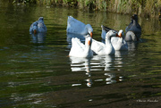 11th Oct 2021 - Geese