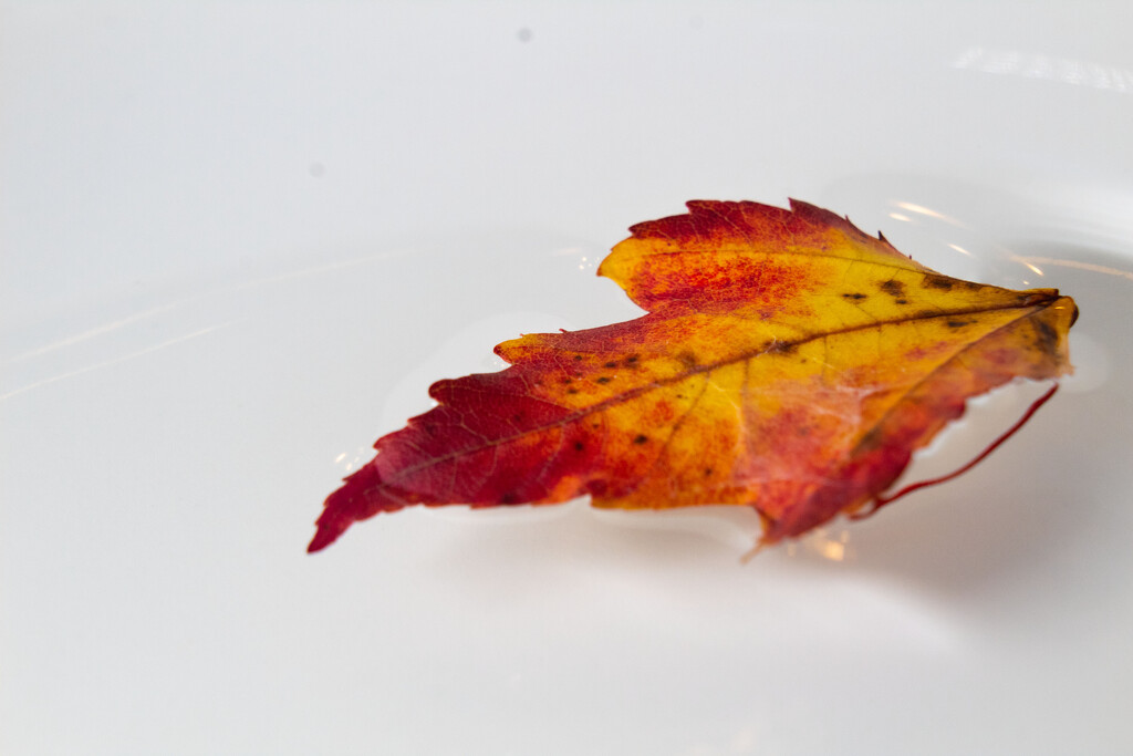 Fallen Leaf by tdaug80