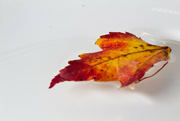 11th Oct 2021 - Fallen Leaf