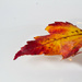 Fallen Leaf by tdaug80