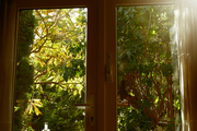 15th Oct 2021 - view from my bedroomwindow