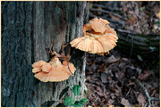 14th Oct 2021 - Tree Growing Fungi 