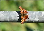 15th Oct 2021 - Comma