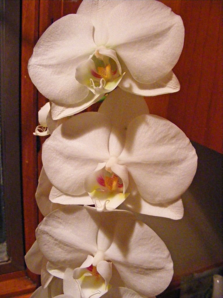 My Mum's Orchid by lauriehiggins