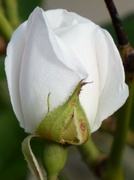 15th Oct 2021 - White Rose