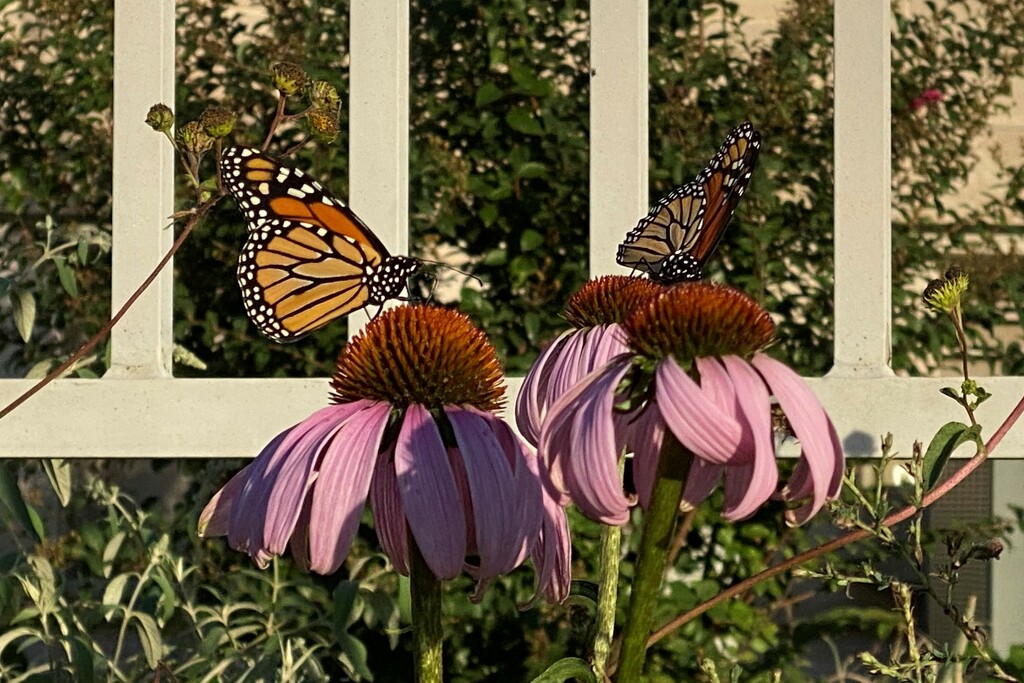 Two monarchs by tunia